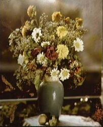 Lippmann photo flowers