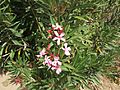 Nerium oleander Ouarzazate wild1