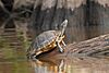 Eastern river cooter (Pseudemys concinna), in situ, Marion County, Texas