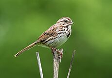 Song sparrow in Prospect Park (93031)