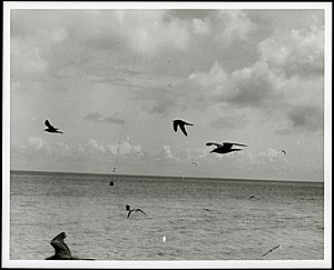 Birds in flight in foreground. Antenna supports for LORAN tower on Sand-Johnston Island in background, 1963. (10055191434)