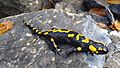 Salamander-olympus