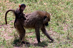 Baby baboon on back
