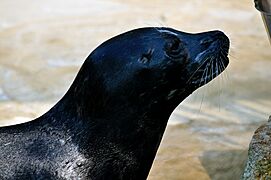 Harbor Seal (phoca vitulina)