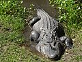 Alligator at the Central Florida Zoo in Sanford, Florida
