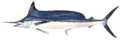 Longbill spearfish (Duane Raver).png