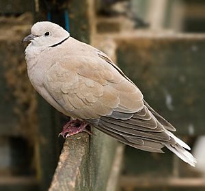 Feral Barbary Dove