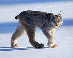 Canadian lynx by Keith Williams