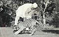 Jawaharlal Nehru with tiger cubs