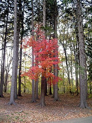 Maple between pines