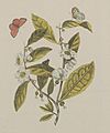 Naturalis Biodiversity Center - L.2096367 - Meerburgh, N. - Camellia sinensis Kuntze - Artwork (cropped)