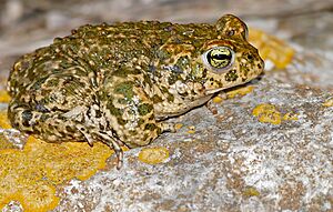 Natterjack Toad (Epidalea calamita) (40768303714).jpg