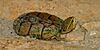 Eastern musk turtle (Sternotherus odoratus), in situ, Kerr County, Texas