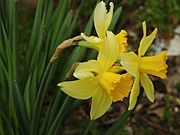 Narcissus 2005 spring 002