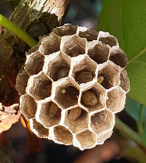 Paper Wasp nest In a rose bush