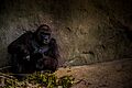 Gorilla at the Zoo (Unsplash)