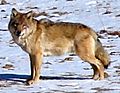 Picture of a wolf standing on snowy terrain, turning its head at the camera