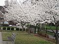 Cherry Blossoms Owensboro Public Library 4-6-15