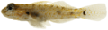 Coryphopterus thrix - pone.0010676.g168.png