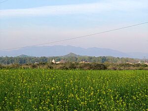 Mustard field near Chandigarh