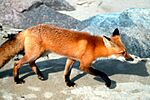 Acadia National Park, red fox.jpg