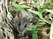 Deer Mouse (Peromyscus maniculatus) (9310532204).jpg