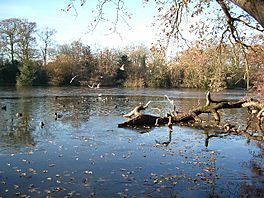 Frosty lake, Epping Forest - geograph.org.uk - 92350.jpg