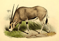 The book of antelopes (1894) Oryx beisa