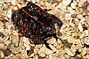 A black frog spottled with red-orange markings sits on gravel