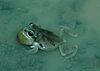 A green frog with a bulging throat sits in shallow water