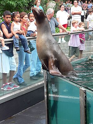 Sea lion, Central Park Zoo