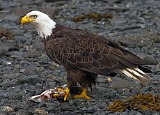 2010-bald-eagle-kodiak