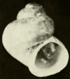 Clappia cahabensis shell.png