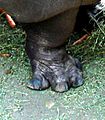 Hippopotamus-foot