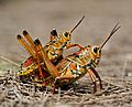 Two eastern Lubber grasshopers (Romalea microptera), mating