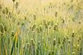 Barley (Hordeum vulgare) - United States National Arboretum - 24 May 2009