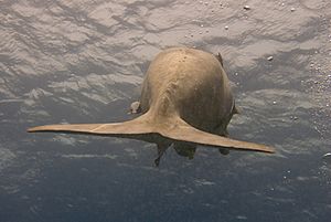 Dugong dugon fin egypt