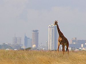 Giraffe - Skyline - Nairobi - Park