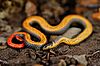 Prairie Ringneck Snake (Diadophis punctatus arnyi).jpg
