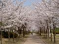 Cherry blossoms at POSTECH