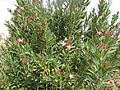 Nerium oleander Ouarzazate wild2
