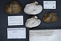 Naturalis Biodiversity Center - RMNH.MOL.327100 - Epioblasma arcaeformis (Lea, 1831) - Unionidae - Mollusc shell.jpeg