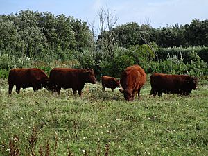 Ruby Red Devon cattle on Bryher