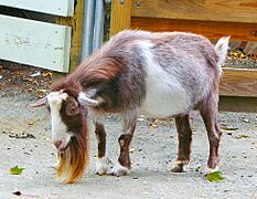 Pygmy goat, Roger Williams Zoo