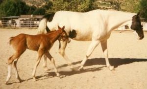 A Breeding Stock Paint foal and its dam
