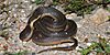 Graham's crawfish snake (Regina grahamii), Chambers County, Texas