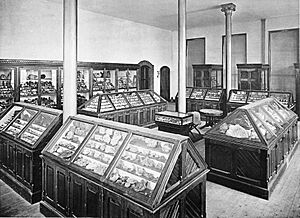 Minerological Department Peabody Museum Kingsley II