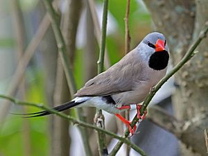 Long-tailed Finch RWD1