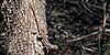 Rosebelly lizard (Sceloporus marmoratus), in situ, Hidalgo County, Texas