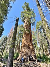 Washington Sequoia Tree in Sequoia National Park (distance) July 2023